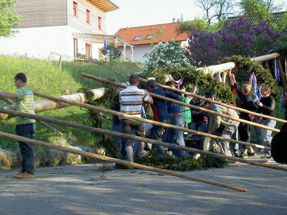 Maibaum - 