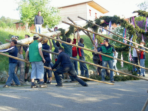 Maibaum - 