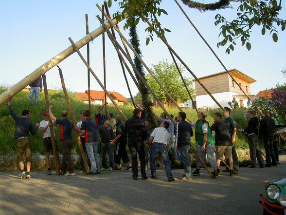 Maibaum - 