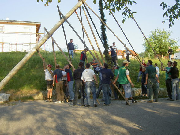 Maibaum - 