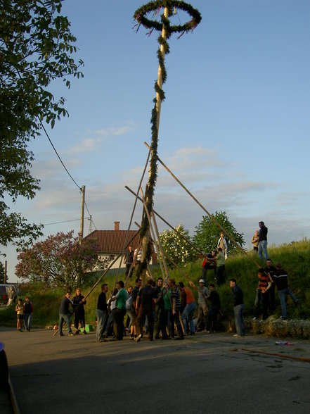 Maibaum - 