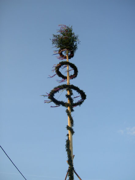 Maibaum - 