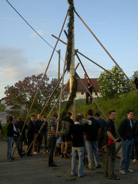 Maibaum - 