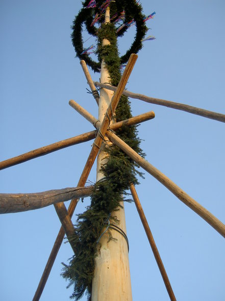 Maibaum - 