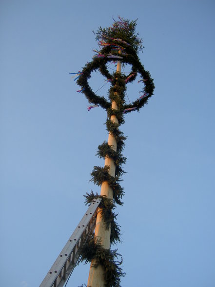 Maibaum - 