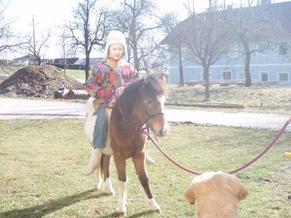 Sweet Horses + dogs !!! - 