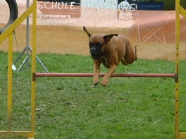 Agility - 