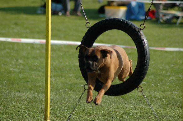 Agility - 