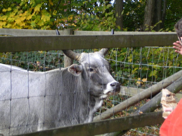 Tierpark Haag 26.10.2006 - 