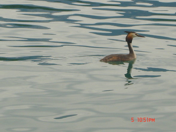 Klopeinersee Juli2007 - 