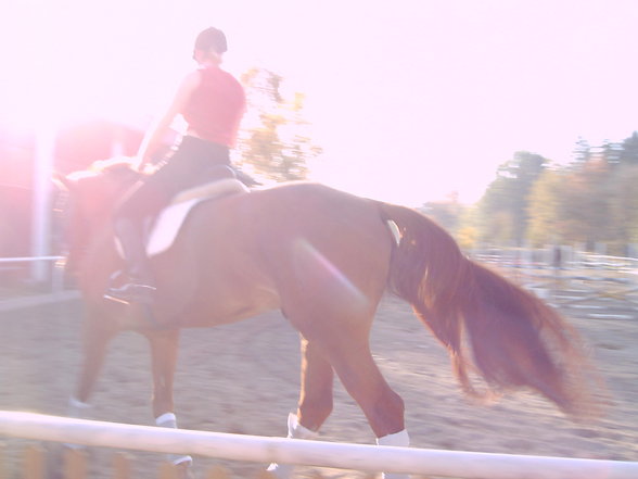 MEin Pferd Lenni und ich! - 