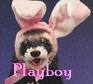 Playboybunny - 