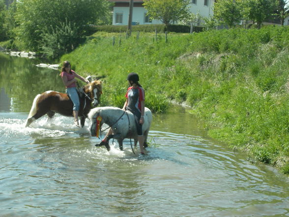 pferd schwimmt!!! - 