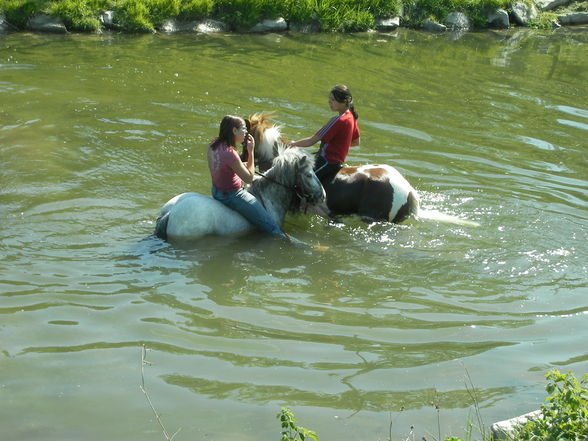 pferd schwimmt!!! - 