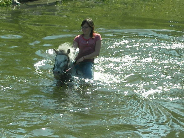 pferd schwimmt!!! - 