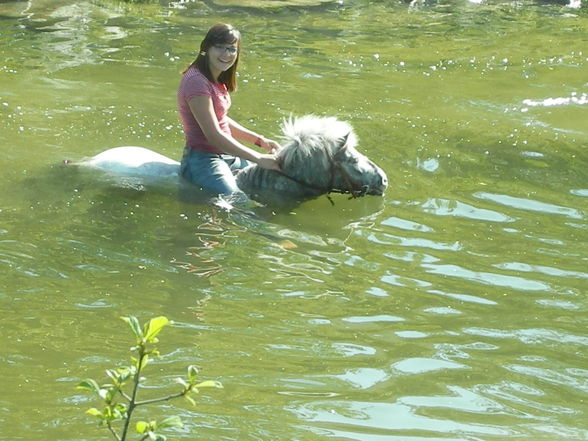 pferd schwimmt!!! - 