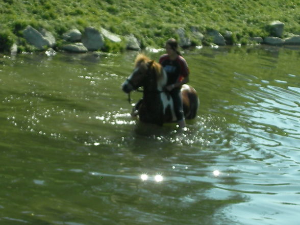 pferd schwimmt!!! - 