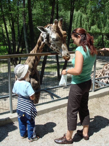 Im Tierpark Schmieding  - 