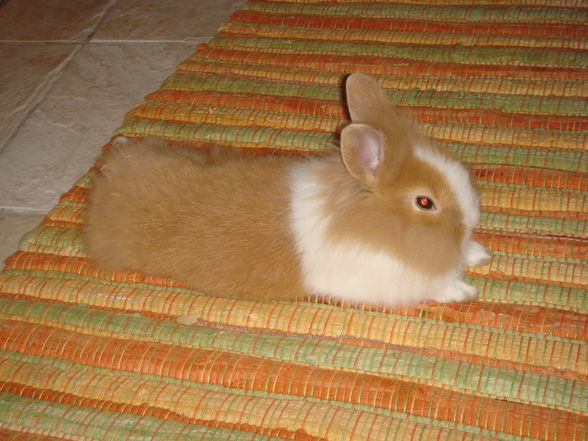 Unser klana Hase Simba - 