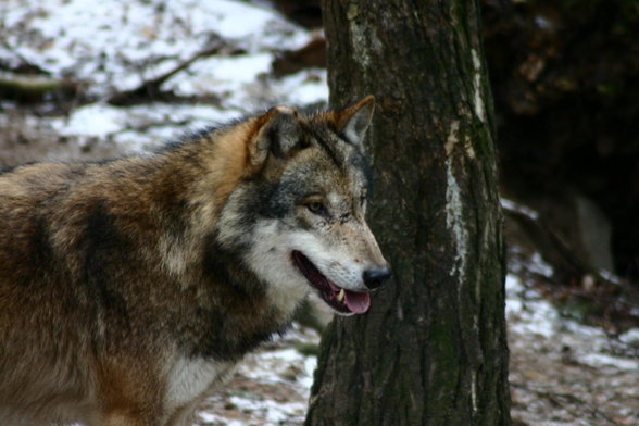 Bin a großa Wolf & Co Liebhabe - 