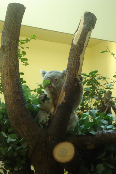 Tierpark Schönbrunn - 