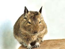 Tiere - 