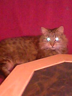 Tiere - 
