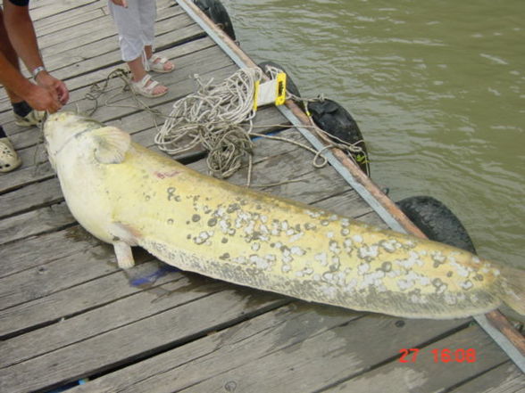 Po Delta Fischen 2008 - 