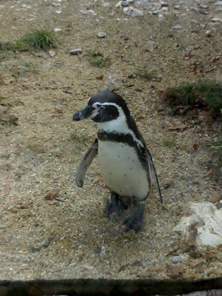 TierParkSchönbrunn - 