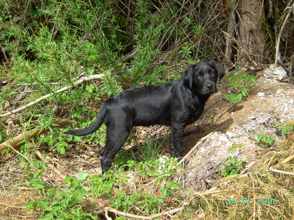 Mein Pferd-mein Hund-und ich - 