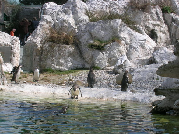 Tiergarten Schönbrunn - 