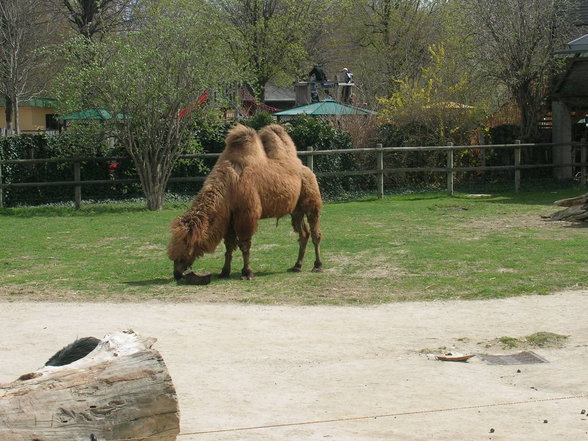 Tiergarten Schönbrunn - 