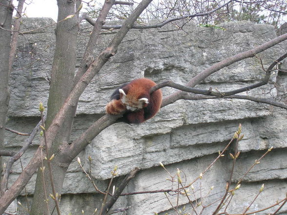 Tiergarten Schönbrunn - 