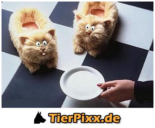 Lusige Tierbilder - 