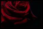 ich liebe gerne rote rosen - 