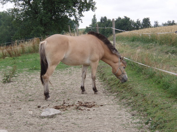 Aicherhof 2007 - 