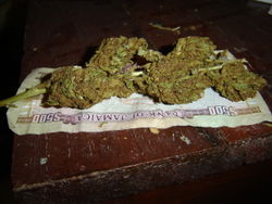 ganja and ganjasmoking - 