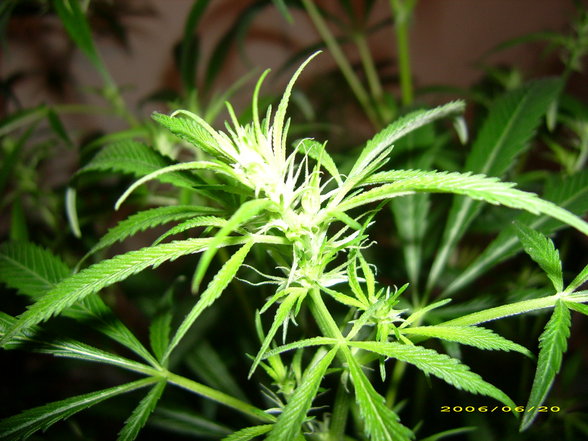 ganja and ganjasmoking - 