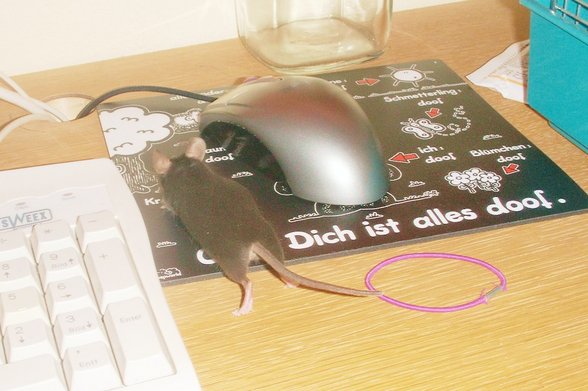 meine Schätze - 
