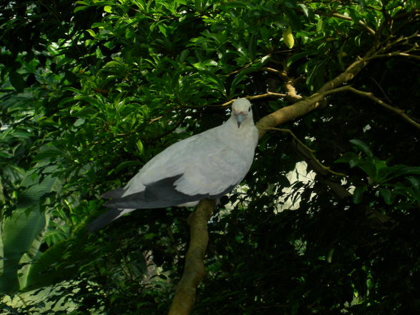 Schönbrunn Tiergarten - 