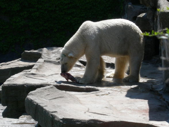 Schönbrunn Tiergarten - 