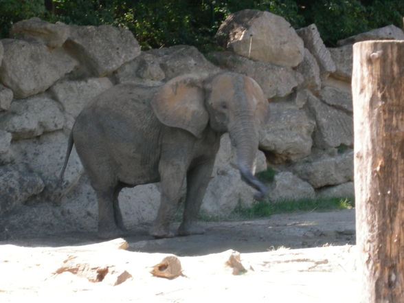 Schönbrunn Tiergarten - 