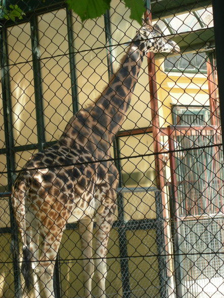 Schönbrunn Tiergarten - 