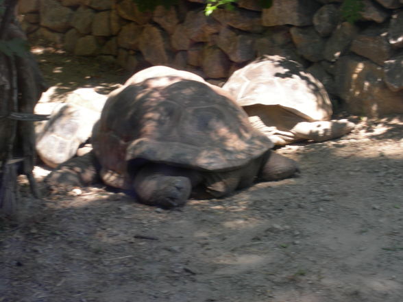 Schönbrunn Tiergarten - 