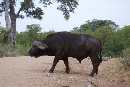 Mfubu Lodge - Krüger Nationalpark - 