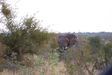 Mfubu Lodge - Krüger Nationalpark - 