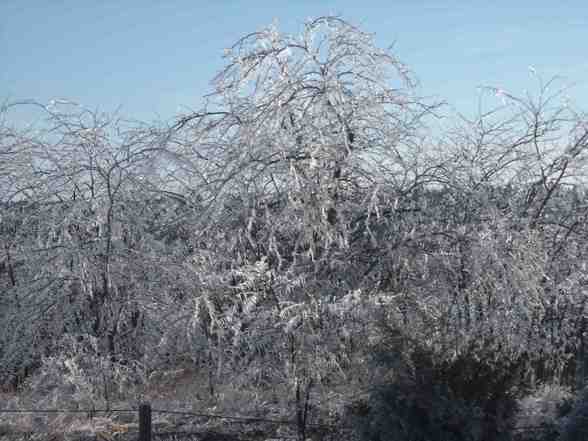 Ice Storm  - 