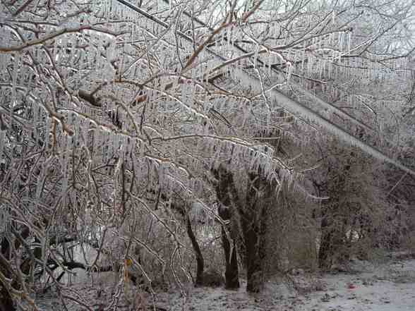 Ice Storm  - 