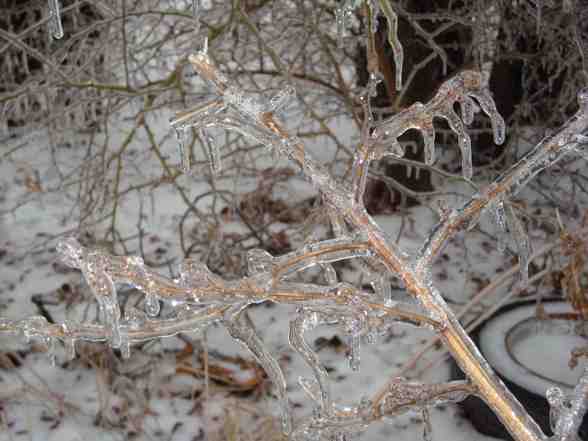 Ice Storm  - 