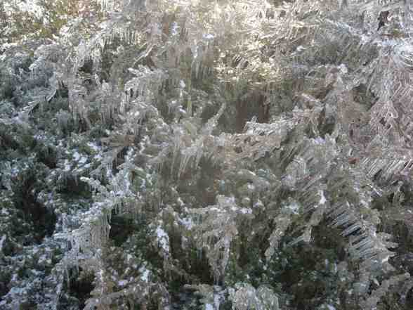 Ice Storm  - 